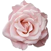 🌸