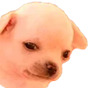 🐶