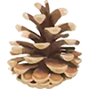 🍁