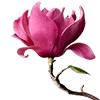 🌷