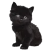 🐱