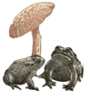 🐸