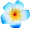 🌼