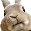 🐰