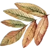 🍁