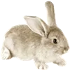 🐇