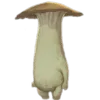 🍄