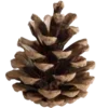 🌲
