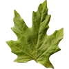 🍁