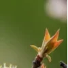 🤩