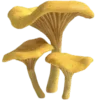🍄