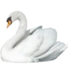 🦢