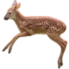 🦌