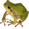 🐸