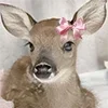🦌