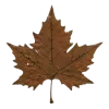 🍁