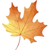 🍁