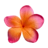 🌸