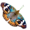 🦋