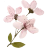 🌸