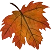 🍁