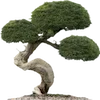 🌲