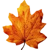 🍁