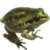 🐸