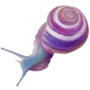 🐌