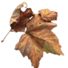 🍁