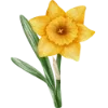 🌼