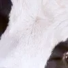 🤩