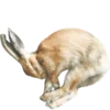 🐇