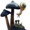 🍄