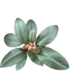 🌿