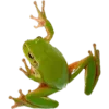 🐸