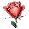 🌹