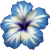 🌺