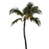 🌴