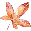🍁