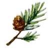 🌲