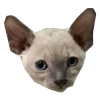🐈‍⬛