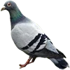 🕊