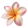 🌸