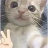 🐈