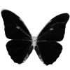 🦋