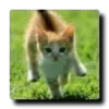 🐈