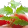 🍅