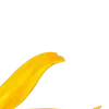 🌻