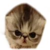 😼